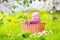 Happy baby in basket in blooming apple tree garden