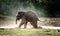 Happy of baby elephant enjoying play water in the swamp