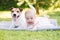 Happy baby girl and family pet dog lying on grass in park on beautiful summer day