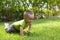 Happy Baby learning to Crawl