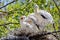 Happy Baby Wood Storks On Nest