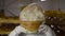 Happy baker in uniform smiles and raises loaf of bread with image at face level