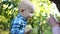 Happy bald toddler in a plaid shirt eats a green apple in an apple orchard during the autumn harvest. Healthy eating