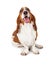 Happy Basset Hound Dog Smiling