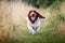 Happy basset hound running across the field