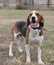 A happy beagle dog with fluttering ears runs through the autumn green grass. Active beagle enjoying a summer walk. A dog on a