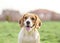 Happy Beagle dog outdoor