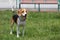 A happy beagle dog panting with a long tongue in a dog park