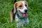 A happy beagle dog panting with long tongue sticking out in the grass