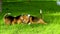 Happy beagle dogs in summer Park. Slow motion