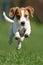 Happy beagle puppy running in green field, playful pet dog enjoying outdoor playtime
