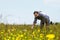 Happy bearded man on a wonderful flower meadow