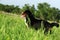 Happy beautiful Bernese mountain dog stands