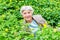 Happy beautiful elderly woman sitting of yellow flowers