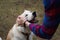 A happy beautiful smiling Japanese Akita Inu dog is being petted by a man in a plaid shirt in the woods on the natural background.