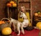 Happy beautiful woman with husky puppy with autumn harvest on a brick wall background