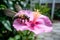 Happy Bee Flying Towards Pink Hibiscus in Tropical Garden