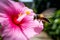 Happy Bee Flying Towards Pink Hibiscus in Tropical Garden