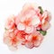 Happy Begonia: Japanese Renaissance Inspired White Background With Pink And Orange Paper Flowers