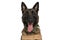 Happy belgian malinois dog with harness sticking out tongue and panting