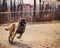 Happy Belgian Malinois puppy running outside at dog park