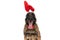 Happy belgian shepherd with rabbit ears headband sticking out tongue