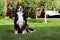 Happy bernese mountain dog sitting in the yard of the house in summer. Cozy home outside exterior