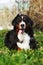 Happy Bernese mountain dog in the summer lying on the grass