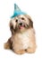 Happy Bichon Havanese puppy dog in a blue party hat