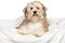 Happy Bichon Havanese puppy on a white bedspread