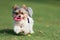 Happy Biewer Yorkshire Terrier dog running in the grass