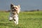 Happy Biewer Yorkshire Terrier dog running in the grass