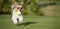 Happy Biewer Yorkshire Terrier dog running in the grass with ball toy for dogs outdoors on a sunny day