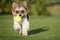 Happy Biewer Yorkshire Terrier dog running in the grass with ball toy for dogs outdoors on a sunny day