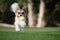 Happy Biewer Yorkshire Terrier dog running in the grass with ball toy for dogs outdoors on a sunny day