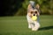 Happy Biewer Yorkshire Terrier dog running in the grass with ball toy for dogs outdoors on a sunny day