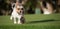 Happy Biewer Yorkshire Terrier dog running in the grass with stick toy for dogs outdoors on a sunny day