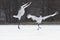 Happy birds - two endangered red-crowned cranes dancing in the snow