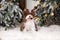 happy biro yorkshire terrier dog posing with Christmas treees indoors