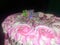 Happy Birthday Cake Nice Rose colors