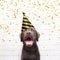 Happy birthday card crazy dog with party hat is smiling in de ca