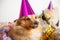 Happy birthday dog makes party in his basket