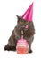 Happy Birthday Party Cat With Pink Cupcake