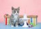 Happy Birthday tabby kitten with miniature cake
