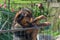 Happy black and brown shepard dog with both front legs on metal fence. Green countryside background