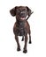 Happy Black Chihuahua Crossbreed Dog