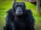 Happy black chimpanzee sitting on green grass.