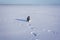 Happy black dog running on frozen lake