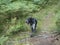 Happy black gray hunting dog crossbreed labrador walking at summer forest path with lush green fern, moss and trees