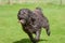 Happy black labradoodle dog running fast with its tongue hanging out